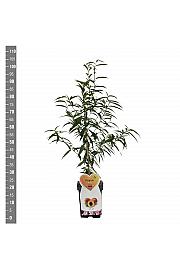 Prunus persica C5 Lit. 80-100 cm Patio