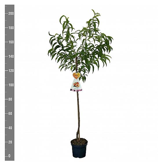 Prunus nucipersica Flavortorp C7,5 Lit. 175-200 cm Na steblu 100