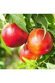 Prunus nucipersica Flavortorp C7,5 Lit. 125-150 cm