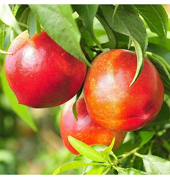 Prunus nucipersica Flavortorp C7,5 Lit. 125-150 cm