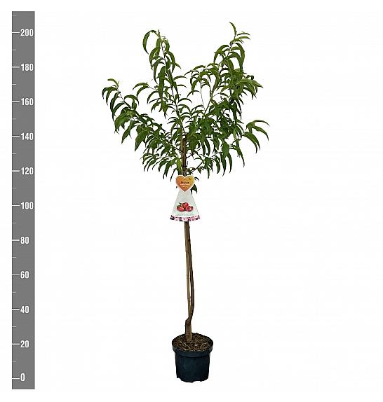 Prunus nucipersica Flateryna C7,5 Lit. 175-200 cm Na steblu 100 cm