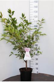 Prunus nipponica Ruby C7,5 Lit. 100-125 cm