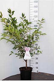 Prunus nipponica Ruby C7,5 Lit. 80-100 cm