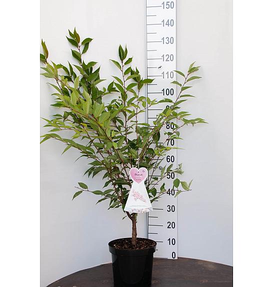 Prunus nipponica Ruby C7,5 Lit. 80-100 cm