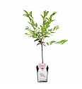 Prunus nipponica Ruby C5 Lit. 60-80 cm