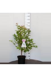 Prunus nipponica Brillant C7,5 Lit. 100-125 cm