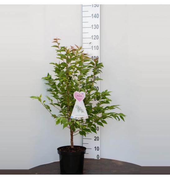 Prunus nipponica Brillant C7,5 Lit. 100-125 cm