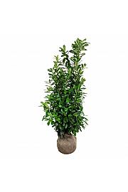 Prunus laurocerasus Novita bala 175-200 cm extra