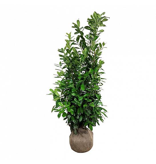 Prunus laurocerasus Novita bala 175-200 cm extra