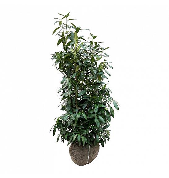 Prunus laurocerasus Herbergii bala 100-125 cm extra