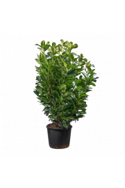 Prunus laurocerasus Etna C4 Lit. 80-100 cm