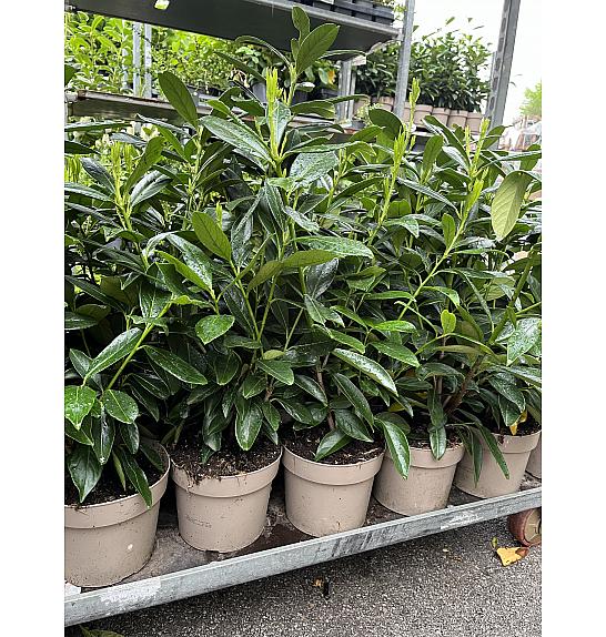 Prunus laurocerasus Caucasica C3 Lit. 50-60 cm