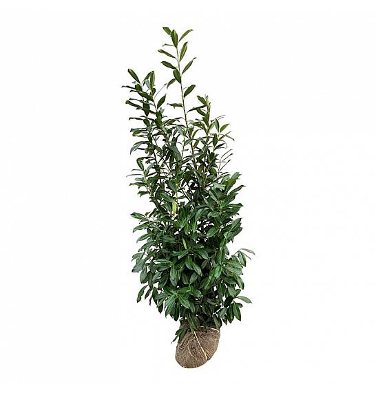 Prunus laurocerasus Caucasica bala 175-200 cm