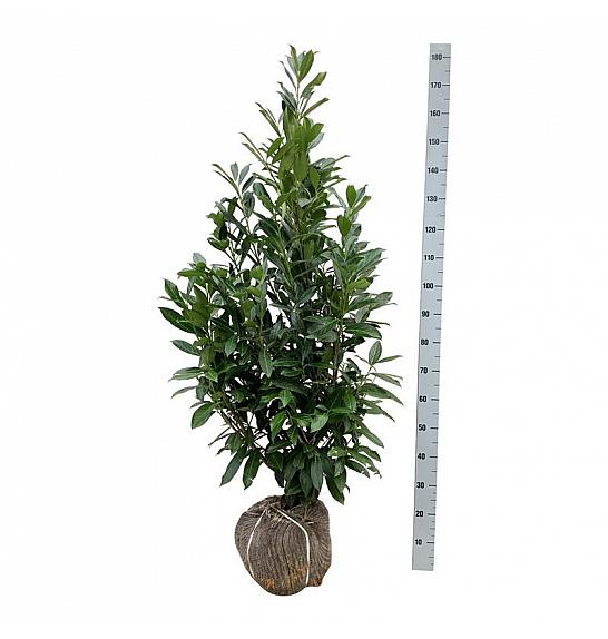 Prunus laurocerasus Caucasica bala 125-150 cm