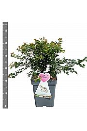 Prunus incisa Koju no mai C5 Lit. 60-80 cm