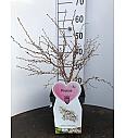 Prunus incisa Koju no mai C5 Lit. 60-80 cm (66537)