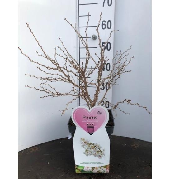 Prunus incisa Koju no mai C5 Lit. 60-80 cm (66537)