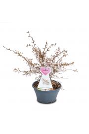 Prunus incisa Koju no mai C3 Lit. 30-40 cm (16286)