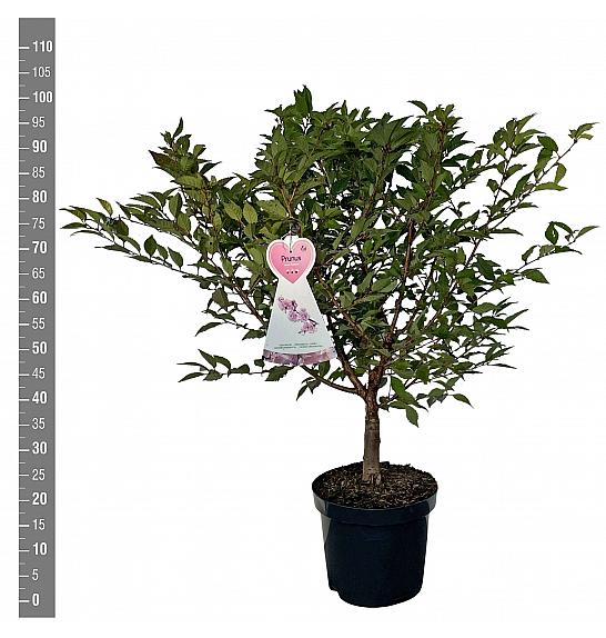 Prunus incisa Cunera C7,5 Lit. 80-100 cm