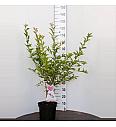 Prunus incisa Cunera C7,5 Lit. 100-125 cm