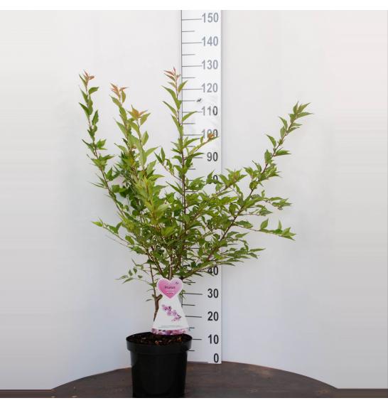 Prunus incisa Cunera C7,5 Lit. 100-125 cm
