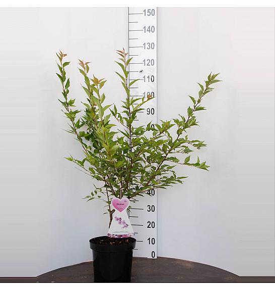 Prunus incisa Cunera C7,5 Lit. 80-100 cm