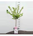 Prunus incisa Cunera C5 Lit. 100-125 cm Na steblu 50 cm