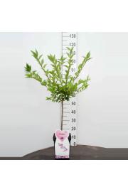 Prunus incisa Cunera C5 Lit. 100-125 cm Na steblu 50 cm