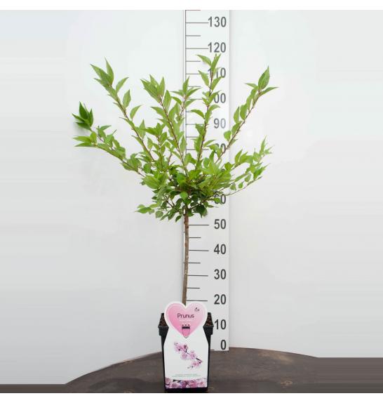 Prunus incisa Cunera C5 Lit. 100-125 cm Na steblu 50 cm