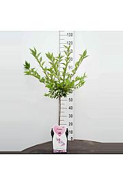 Prunus incisa Cunera C5 Lit. 80-100 cm Na steblu 50 cm