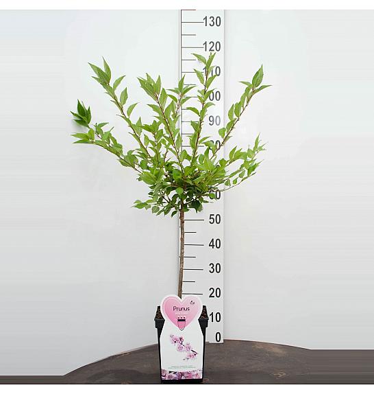 Prunus incisa Cunera C5 Lit. 80-100 cm Na steblu 50 cm