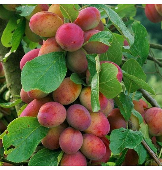 VE-BO FRUIT Prunus domestica  Victoria