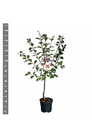 Prunus domestica Victoria C7,5 Lit. 125-150 cm
