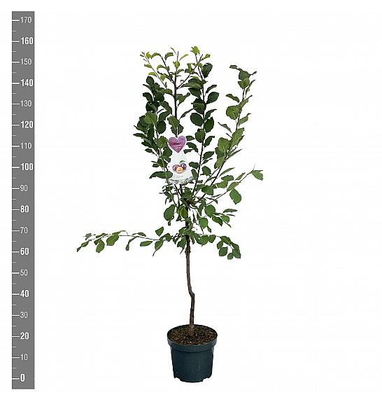Prunus domestica The Czar C7,5 Lit. 125-150 cm