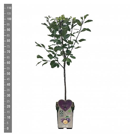 Prunus domestica The Czar C5 Lit. 80-100 cm BIO
