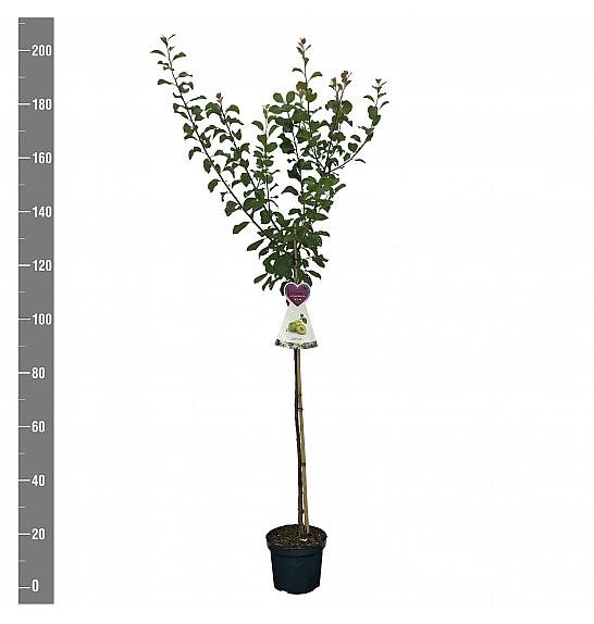 Prunus domestica Reine Claude Verte C7,5 Lit. 175-200 cm Na steblu 100 cm