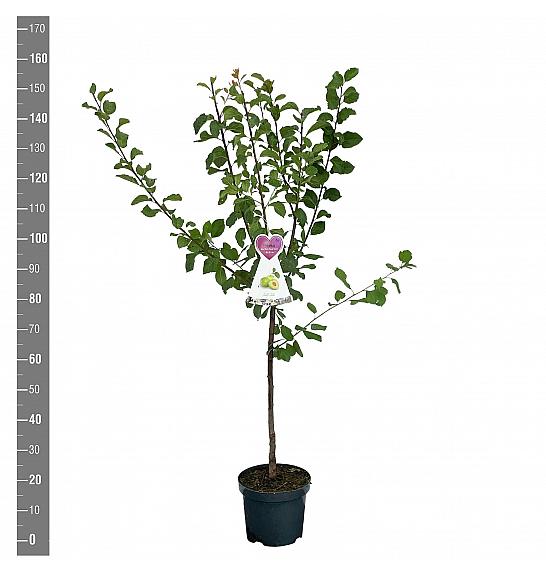 Prunus domestica Reine Claude Verte C7,5 Lit. 125-150 cm