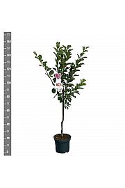 Prunus domestica Reine Claude dAlthan C7,5 Lit. 125-150 cm