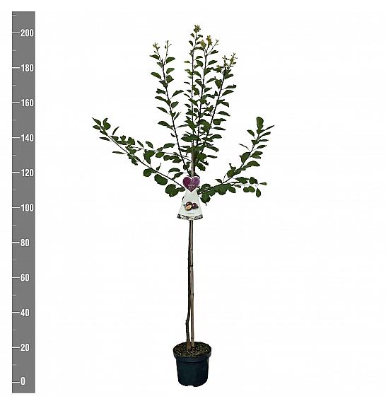 Prunus domestica Opal C7,5 Lit. 175-200 cm Na steblu 100 cm