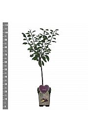 Prunus domestica Opal C5 Lit. 80-100 cm BIO