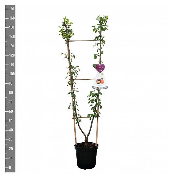 Prunus domestica Opal - Victoria C7,5 Lit. 140-160 cm Duo