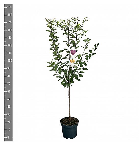 Prunus domestica Mirabelle de Nancy C7,5 Lit. 125-150 cm