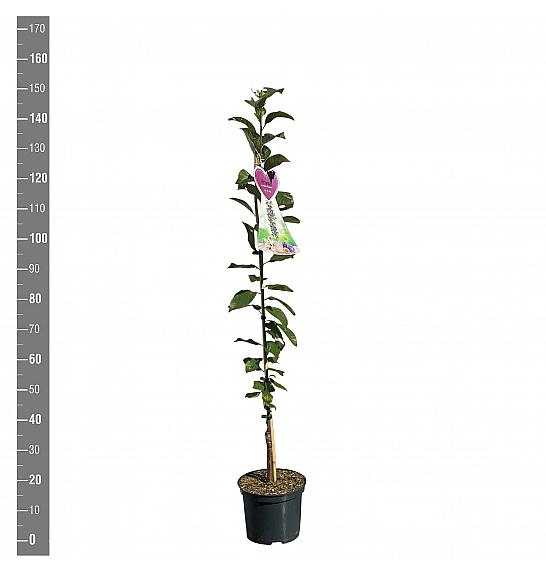 Prunus domestica Imperial C5 Lit. 80-100 cm