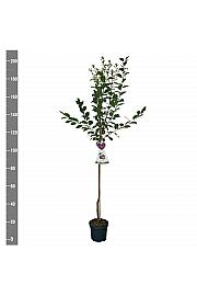 Prunus domestica Hauszwetsche C7,5 Lit. 175-200 cm Na steblu 100 cm