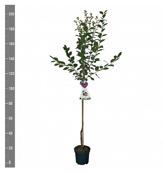 Prunus domestica Hauszwetsche C7,5 Lit. 175-200 cm Na steblu 100 cm