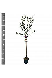 Prunus domestica Aprimira C7,5 Lit. 175-200 cm Na steblu 100 cm