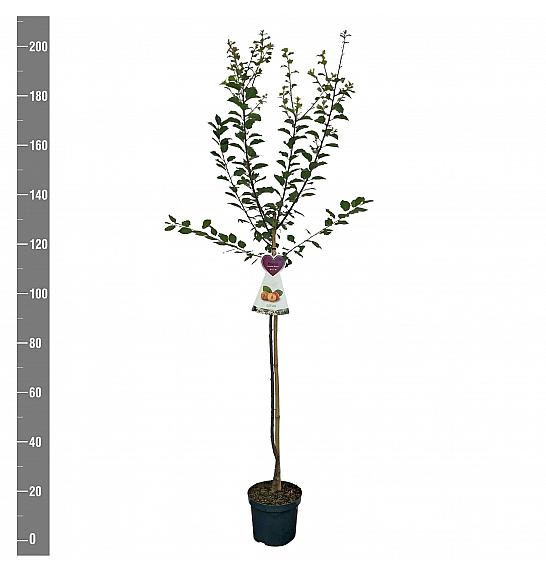 Prunus domestica Aprimira C7,5 Lit. 175-200 cm Na steblu 100 cm