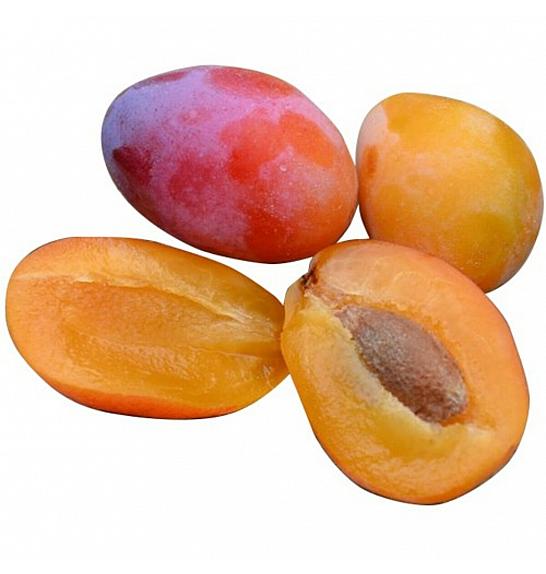 Prunus domestica Aprimira C7,5 Lit. 125-150 cm