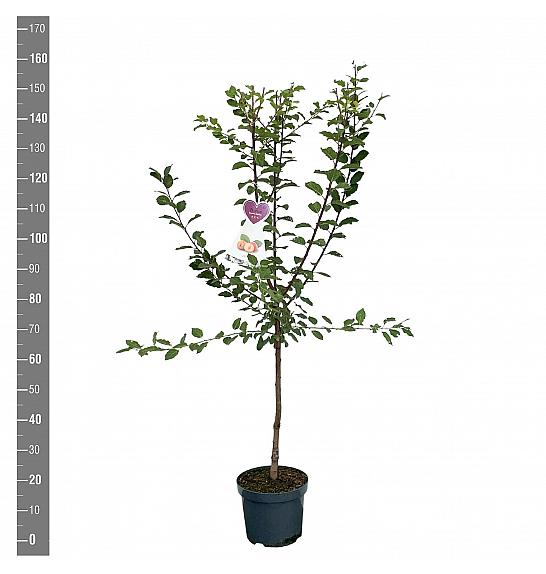 Prunus domestica Aprimira C7,5 Lit. 125-150 cm