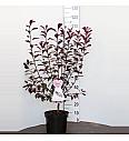 Prunus cistena C7,5 Lit. 100-125 cm